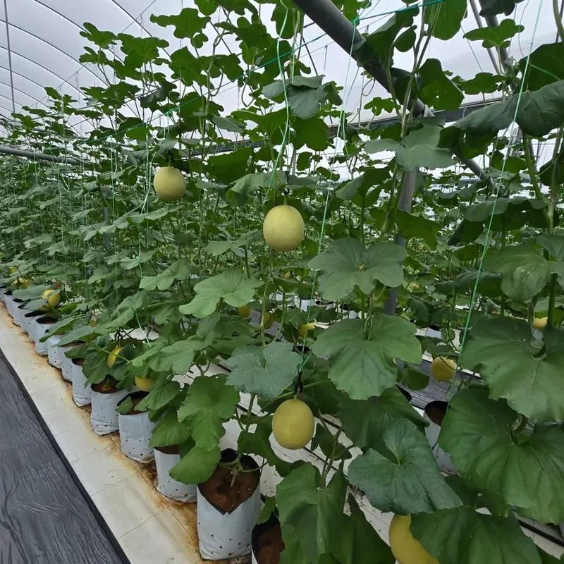 Rockmelon growing under a protected greenhouse structure