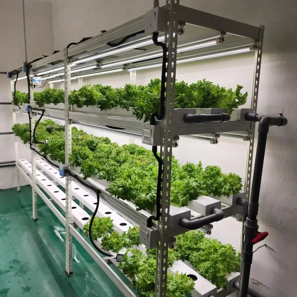 Hydroponic growing racks under LED lighting in an indoor growing room