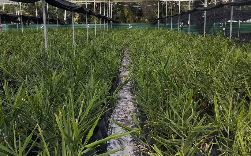Rows of young plants in a shade-net nursery