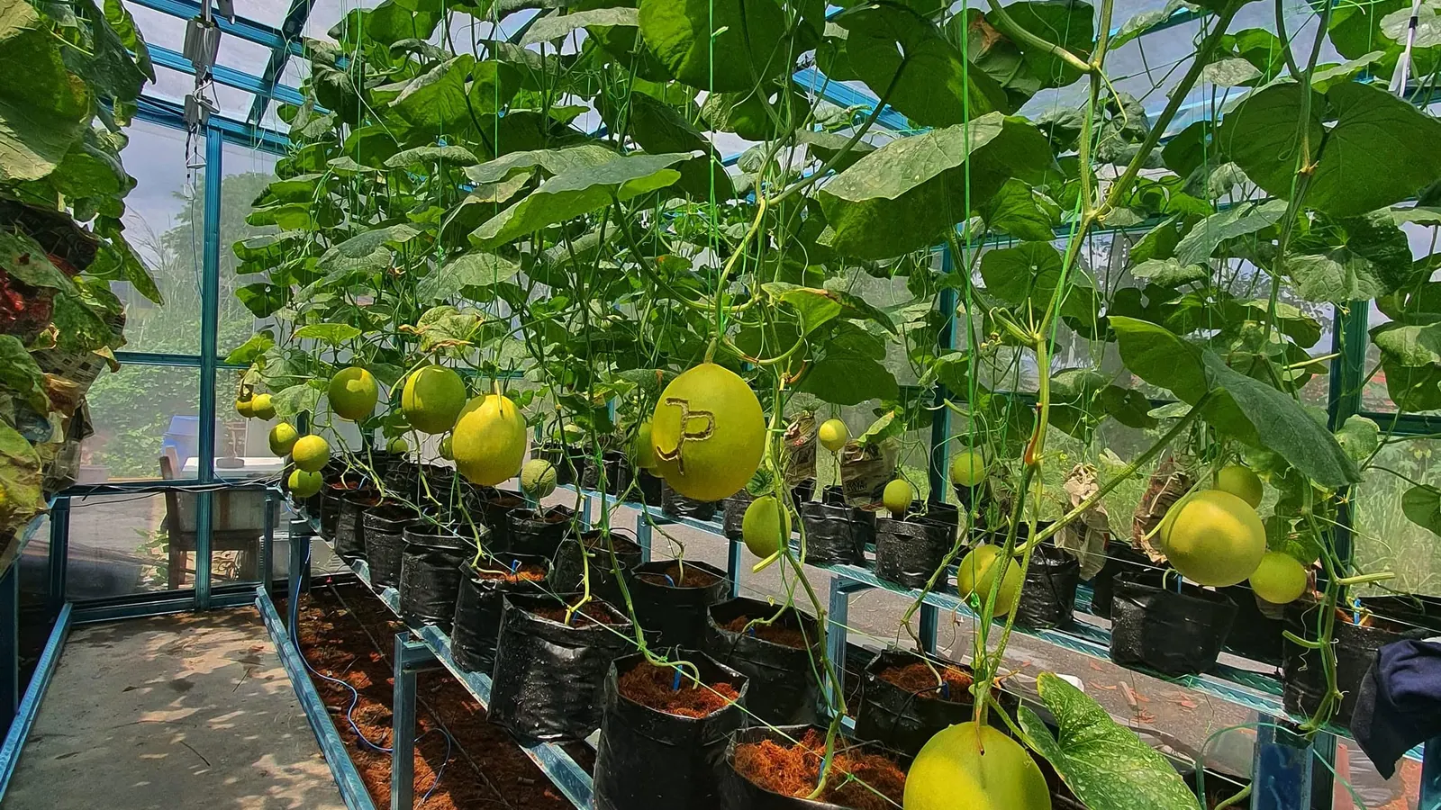 A melon greenhouse built and running on site