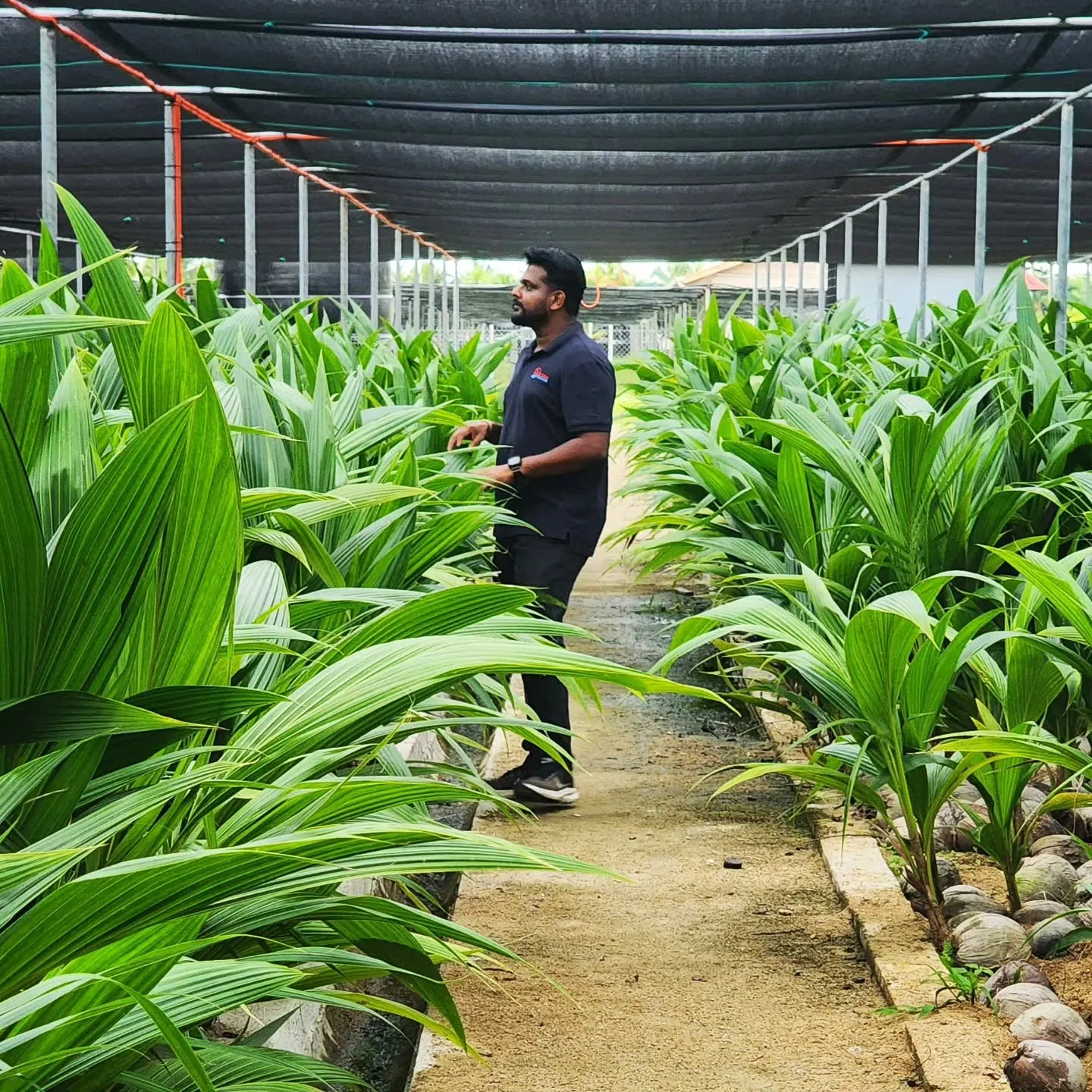 Young palms in a shaded plant nursery