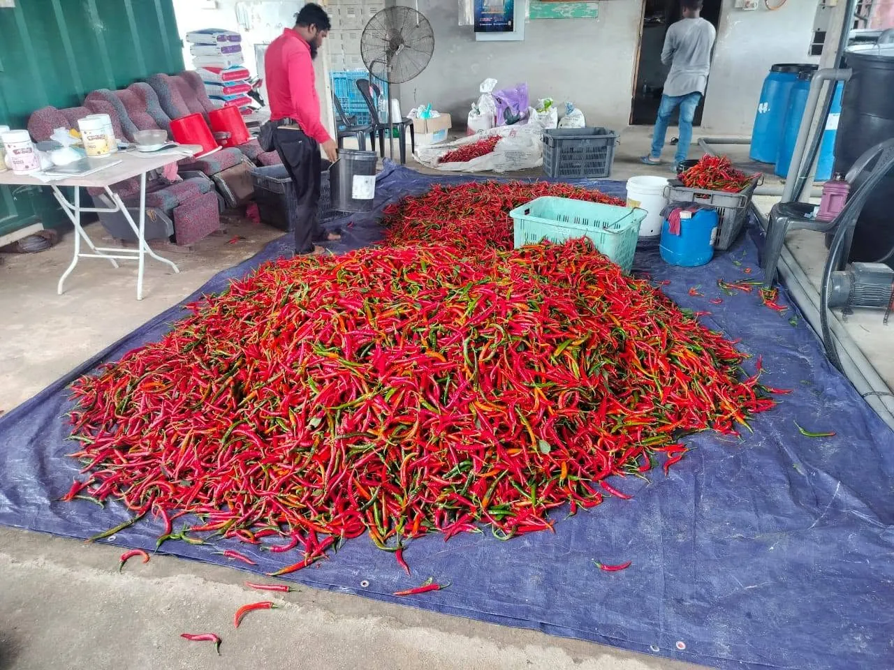 A fresh chilli harvest spread on a tarp for sorting