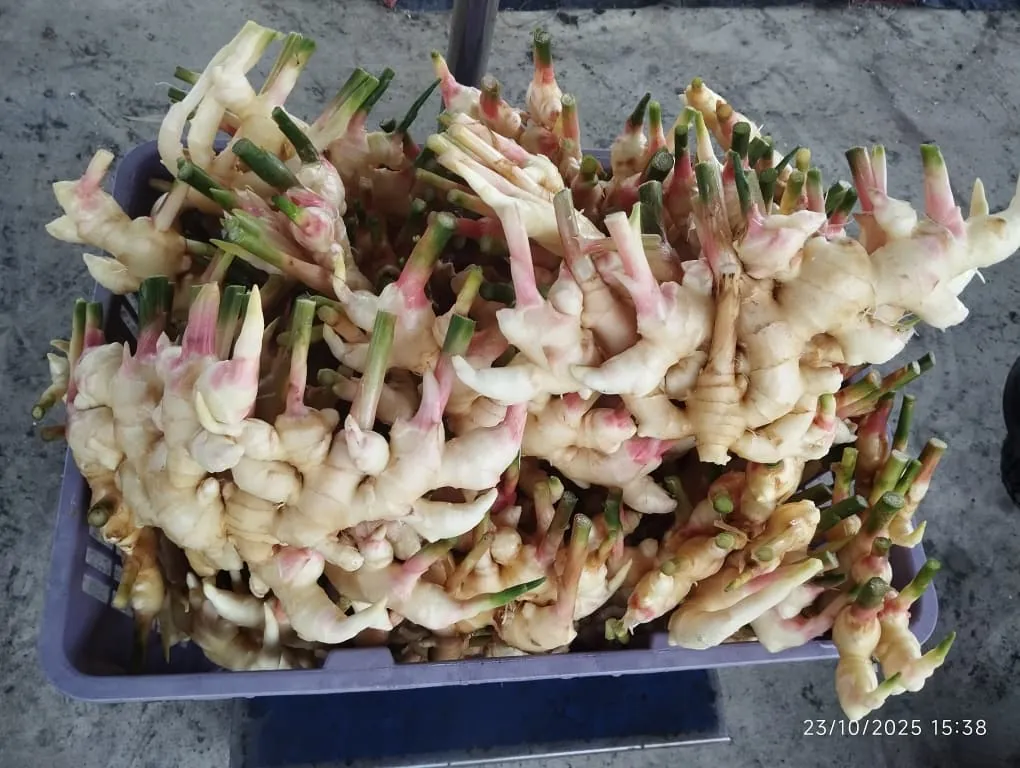 A crate of freshly harvested ginger