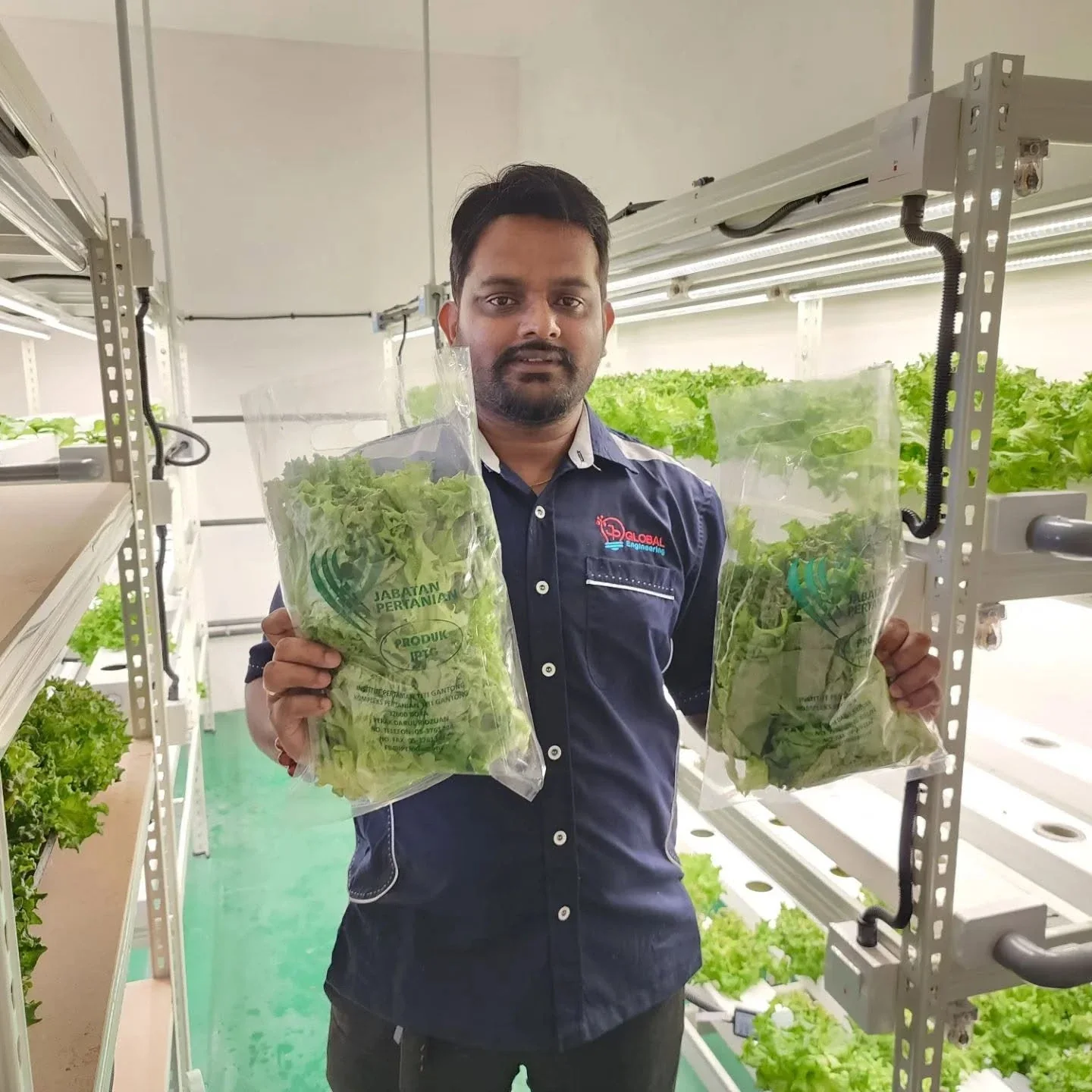 Holding packed lettuce in a hydroponic growing room