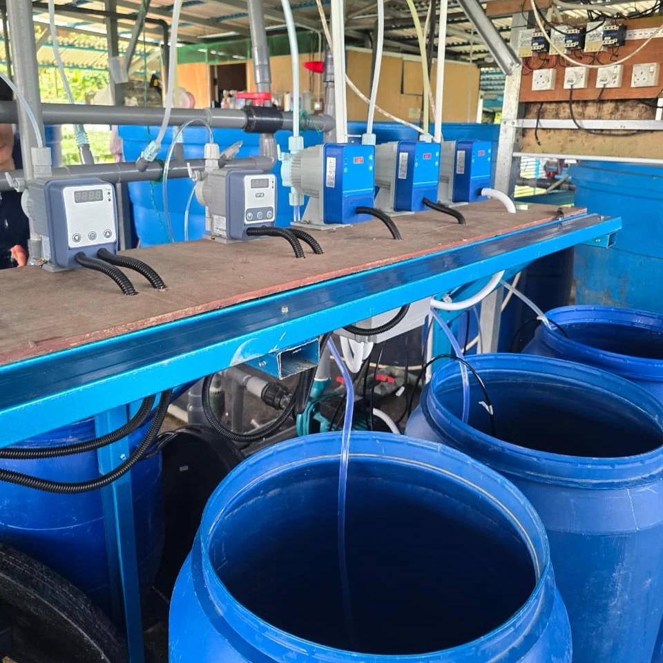 Dosing pumps on a wooden bench, with tubing running down into open blue fertigation tanks