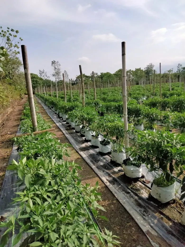 Rows of young plants in white polybags on plastic mulch, with bamboo stakes along the rows