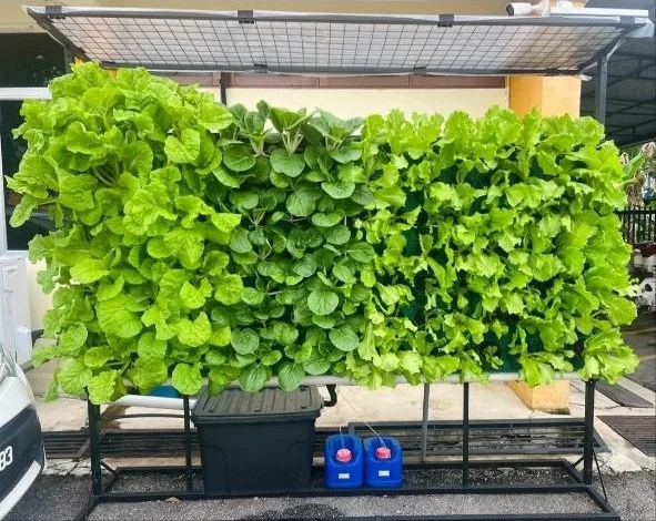 A garden wall filled edge to edge with mature green lettuce, under its solar panel