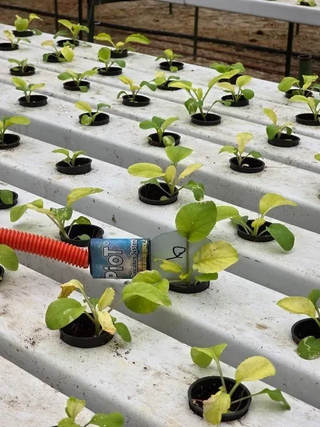 Young pak choi seedlings in white NFT channels, with a JPiOT sensor unit resting on the channel beside an orange conduit