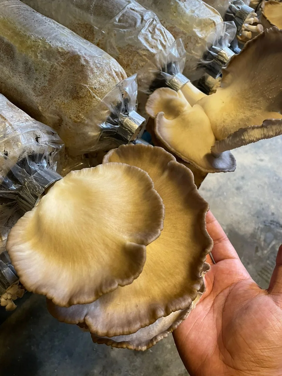 A hand holding two broad oyster mushroom caps in front of a row of growing bags