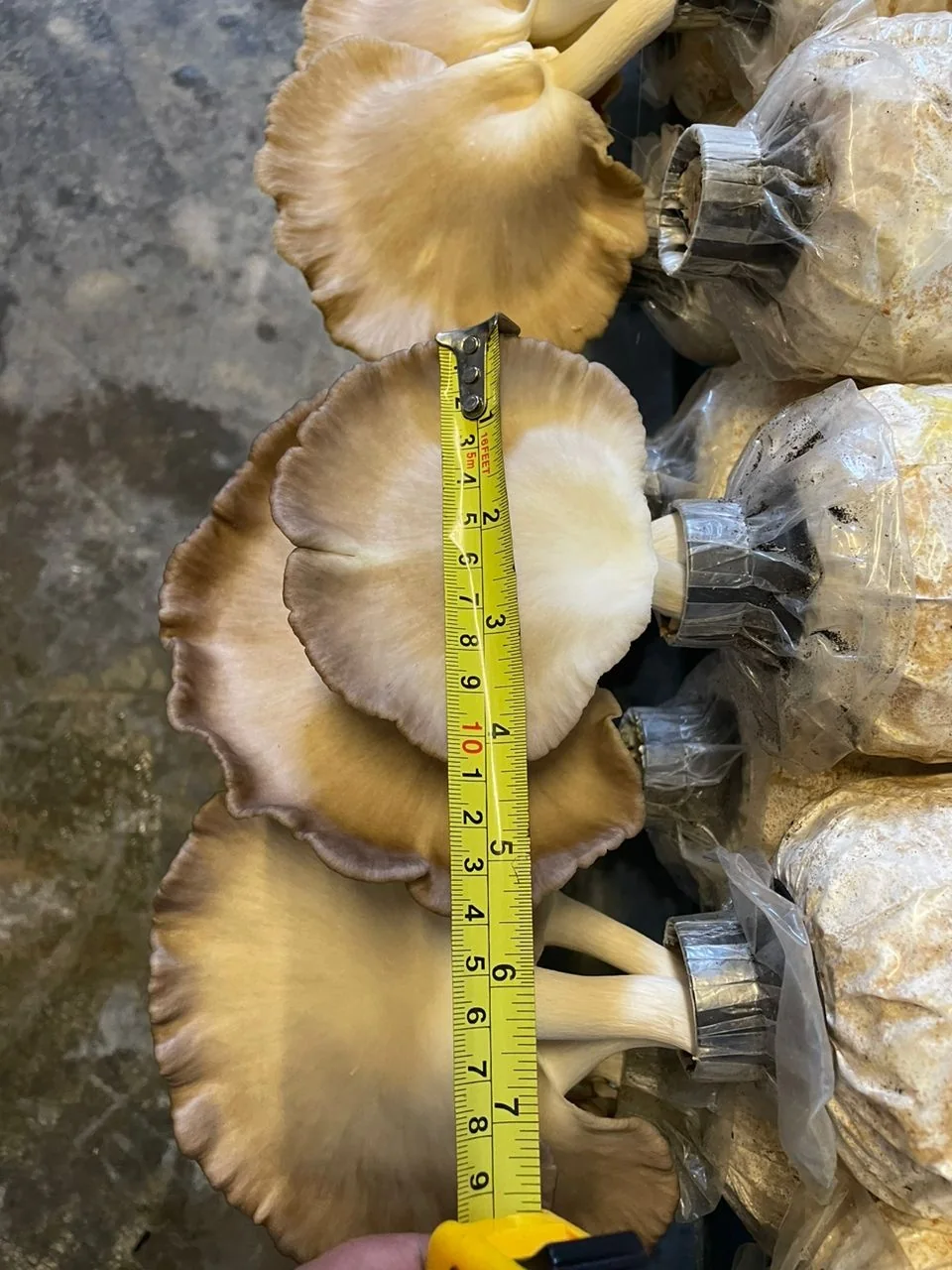A picked oyster mushroom cap with a steel tape measure laid across it