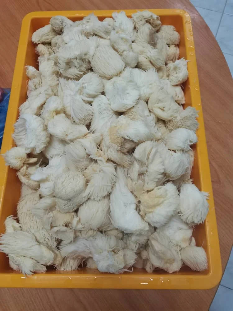 An orange tray filled with picked lion's mane mushrooms