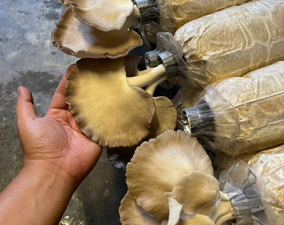 A hand holding a large oyster mushroom cap beside a row of fruiting growing bags