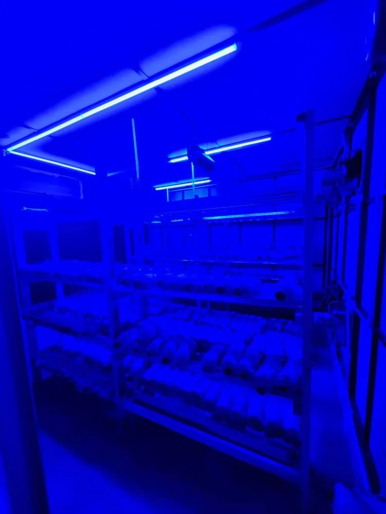 Racks of growing bags in a room lit entirely by blue light