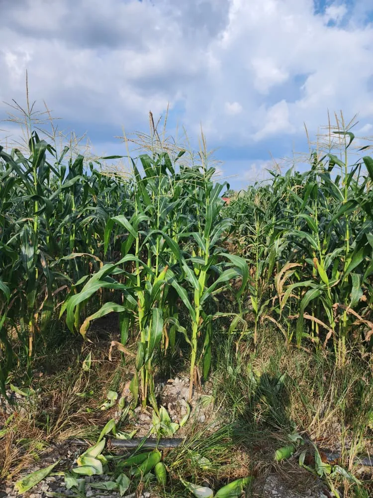 Maize growing in open ground under a cloudy sky, with a drip line along the row