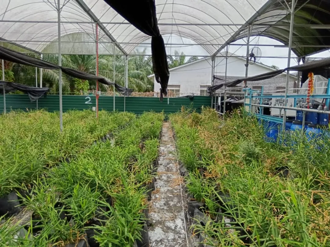 Beds of grow bags under a rain shelter, with a bay number painted on the wall behind them