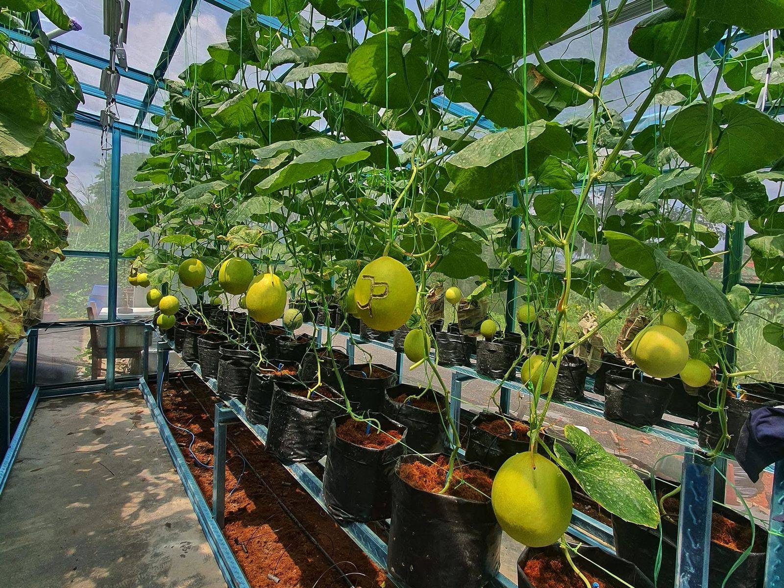 Rockmelons ripening in a greenhouse, each plant in its own pot on a fertigation rack